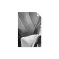 Picture of Sage Leaves  _GroupedProduct_Rectangle_Portrait_Photography _GroupedProduct_Rectangle_Portrait_Unframed_Print_Only_