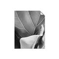 Picture of Sage Leaves  _GroupedProduct_Rectangle_Portrait_Photography _GroupedProduct_Rectangle_Portrait_Unframed_Print_Only_