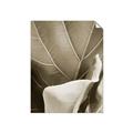 Picture of Sage Leaves  _GroupedProduct_Rectangle_Portrait_Photography _GroupedProduct_Rectangle_Portrait_Unframed_Print_Only_