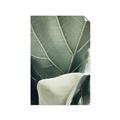 Picture of Sage Leaves  _GroupedProduct_Rectangle_Portrait_Photography _GroupedProduct_Rectangle_Portrait_Unframed_Print_Only_