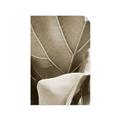 Picture of Sage Leaves  _GroupedProduct_Rectangle_Portrait_Photography _GroupedProduct_Rectangle_Portrait_Unframed_Print_Only_