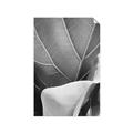 Picture of Sage Leaves  _GroupedProduct_Rectangle_Portrait_Photography _GroupedProduct_Rectangle_Portrait_Unframed_Print_Only_