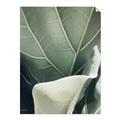 Picture of Sage Leaves  _GroupedProduct_Rectangle_Portrait_Photography _GroupedProduct_Rectangle_Portrait_Unframed_Print_Only_