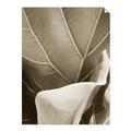Picture of Sage Leaves  _GroupedProduct_Rectangle_Portrait_Photography _GroupedProduct_Rectangle_Portrait_Unframed_Print_Only_