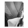 Picture of Sage Leaves  _GroupedProduct_Rectangle_Portrait_Photography _GroupedProduct_Rectangle_Portrait_Unframed_Print_Only_
