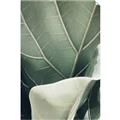 Picture of Sage Leaves  _GroupedProduct_Rectangle_Portrait_Photography _GroupedProduct_Rectangle_Portrait_Unframed_Print_Only_
