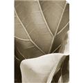 Picture of Sage Leaves  _GroupedProduct_Rectangle_Portrait_Photography _GroupedProduct_Rectangle_Portrait_Unframed_Print_Only_