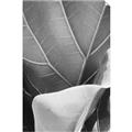 Picture of Sage Leaves  _GroupedProduct_Rectangle_Portrait_Photography _GroupedProduct_Rectangle_Portrait_Unframed_Print_Only_