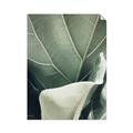 Picture of Sage Leaves  _GroupedProduct_Rectangle_Portrait_Photography _GroupedProduct_Rectangle_Portrait_Unframed_Print_Only_