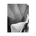Picture of Sage Leaves  _GroupedProduct_Rectangle_Portrait_Photography _GroupedProduct_Rectangle_Portrait_Unframed_Print_Only_