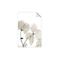 Picture of Sepia Botanic _GroupedProduct_Rectangle_Portrait_Photography _GroupedProduct_Rectangle_Portrait_Unframed_Print_Only_