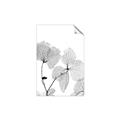 Picture of Sepia Botanic _GroupedProduct_Rectangle_Portrait_Photography _GroupedProduct_Rectangle_Portrait_Unframed_Print_Only_