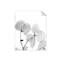 Picture of Sepia Botanic _GroupedProduct_Rectangle_Portrait_Photography _GroupedProduct_Rectangle_Portrait_Unframed_Print_Only_