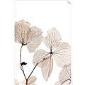 Picture of Sepia Botanic _GroupedProduct_Rectangle_Portrait_Photography _GroupedProduct_Rectangle_Portrait_Unframed_Print_Only_