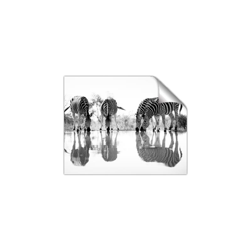 Picture of Sipping Zebras  _GroupedProduct_Rectangle_Landscape_Photography _GroupedProduct_Rectangle_Landscape_Unframed_Print_Only_