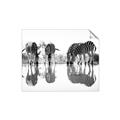 Picture of Sipping Zebras  _GroupedProduct_Rectangle_Landscape_Photography _GroupedProduct_Rectangle_Landscape_Unframed_Print_Only_