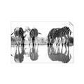 Picture of Sipping Zebras  _GroupedProduct_Rectangle_Landscape_Photography _GroupedProduct_Rectangle_Landscape_Unframed_Print_Only_
