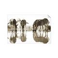Picture of Sipping Zebras  _GroupedProduct_Rectangle_Landscape_Photography _GroupedProduct_Rectangle_Landscape_Unframed_Print_Only_