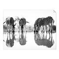 Picture of Sipping Zebras  _GroupedProduct_Rectangle_Landscape_Photography _GroupedProduct_Rectangle_Landscape_Unframed_Print_Only_
