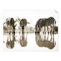Picture of Sipping Zebras  _GroupedProduct_Rectangle_Landscape_Photography _GroupedProduct_Rectangle_Landscape_Unframed_Print_Only_