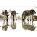 Picture of Sipping Zebras  _GroupedProduct_Rectangle_Landscape_Photography _GroupedProduct_Rectangle_Landscape_Unframed_Print_Only_