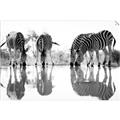Picture of Sipping Zebras  _GroupedProduct_Rectangle_Landscape_Photography _GroupedProduct_Rectangle_Landscape_Unframed_Print_Only_
