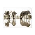Picture of Sipping Zebras  _GroupedProduct_Rectangle_Landscape_Photography _GroupedProduct_Rectangle_Landscape_Unframed_Print_Only_