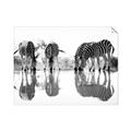 Picture of Sipping Zebras  _GroupedProduct_Rectangle_Landscape_Photography _GroupedProduct_Rectangle_Landscape_Unframed_Print_Only_