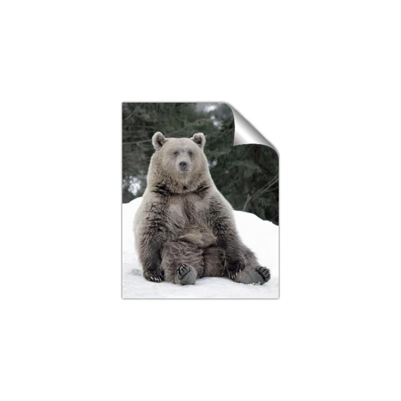 Picture of Snowy Bear _GroupedProduct_Rectangle_Portrait_Photography _GroupedProduct_Rectangle_Portrait_Unframed_Print_Only_