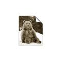 Picture of Snowy Bear _GroupedProduct_Rectangle_Portrait_Photography _GroupedProduct_Rectangle_Portrait_Unframed_Print_Only_