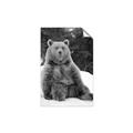 Picture of Snowy Bear _GroupedProduct_Rectangle_Portrait_Photography _GroupedProduct_Rectangle_Portrait_Unframed_Print_Only_