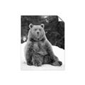 Picture of Snowy Bear _GroupedProduct_Rectangle_Portrait_Photography _GroupedProduct_Rectangle_Portrait_Unframed_Print_Only_