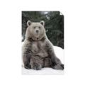 Picture of Snowy Bear _GroupedProduct_Rectangle_Portrait_Photography _GroupedProduct_Rectangle_Portrait_Unframed_Print_Only_