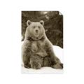 Picture of Snowy Bear _GroupedProduct_Rectangle_Portrait_Photography _GroupedProduct_Rectangle_Portrait_Unframed_Print_Only_