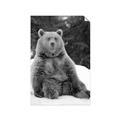 Picture of Snowy Bear _GroupedProduct_Rectangle_Portrait_Photography _GroupedProduct_Rectangle_Portrait_Unframed_Print_Only_
