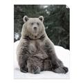 Picture of Snowy Bear _GroupedProduct_Rectangle_Portrait_Photography _GroupedProduct_Rectangle_Portrait_Unframed_Print_Only_