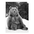 Picture of Snowy Bear _GroupedProduct_Rectangle_Portrait_Photography _GroupedProduct_Rectangle_Portrait_Unframed_Print_Only_