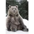 Picture of Snowy Bear _GroupedProduct_Rectangle_Portrait_Photography _GroupedProduct_Rectangle_Portrait_Unframed_Print_Only_