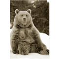 Picture of Snowy Bear _GroupedProduct_Rectangle_Portrait_Photography _GroupedProduct_Rectangle_Portrait_Unframed_Print_Only_