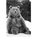 Picture of Snowy Bear _GroupedProduct_Rectangle_Portrait_Photography _GroupedProduct_Rectangle_Portrait_Unframed_Print_Only_