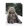 Picture of Snowy Bear _GroupedProduct_Rectangle_Portrait_Photography _GroupedProduct_Rectangle_Portrait_Unframed_Print_Only_