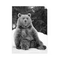 Picture of Snowy Bear _GroupedProduct_Rectangle_Portrait_Photography _GroupedProduct_Rectangle_Portrait_Unframed_Print_Only_
