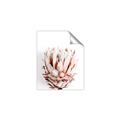 Picture of Soft Protea _GroupedProduct_Rectangle_Portrait_Photography _GroupedProduct_Rectangle_Portrait_Unframed_Print_Only_