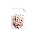 Picture of Soft Protea _GroupedProduct_Rectangle_Portrait_Photography _GroupedProduct_Rectangle_Portrait_Unframed_Print_Only_