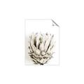 Picture of Soft Protea _GroupedProduct_Rectangle_Portrait_Photography _GroupedProduct_Rectangle_Portrait_Unframed_Print_Only_