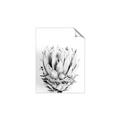 Picture of Soft Protea _GroupedProduct_Rectangle_Portrait_Photography _GroupedProduct_Rectangle_Portrait_Unframed_Print_Only_