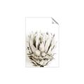 Picture of Soft Protea _GroupedProduct_Rectangle_Portrait_Photography _GroupedProduct_Rectangle_Portrait_Unframed_Print_Only_