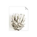 Picture of Soft Protea _GroupedProduct_Rectangle_Portrait_Photography _GroupedProduct_Rectangle_Portrait_Unframed_Print_Only_