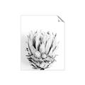 Picture of Soft Protea _GroupedProduct_Rectangle_Portrait_Photography _GroupedProduct_Rectangle_Portrait_Unframed_Print_Only_