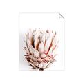 Picture of Soft Protea _GroupedProduct_Rectangle_Portrait_Photography _GroupedProduct_Rectangle_Portrait_Unframed_Print_Only_